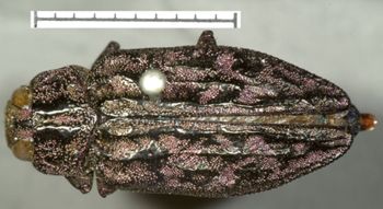 Media type: image;   Entomology 2698 Aspect: habitus dorsal view
